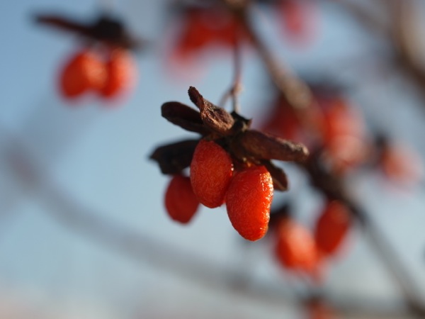 f:id:elmikamino:20111221111251j:image f:id:elmikamino:20111221111251j:image