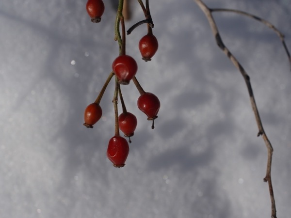 f:id:elmikamino:20111221112332j:image f:id:elmikamino:20111221112332j:image