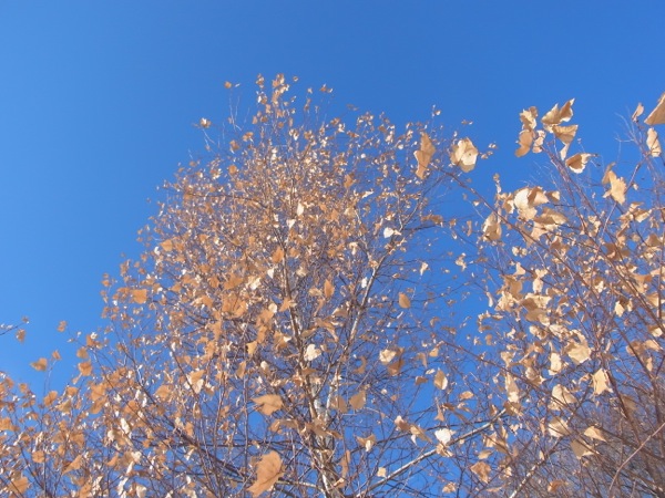 f:id:elmikamino:20111221112442j:image f:id:elmikamino:20111221112442j:image