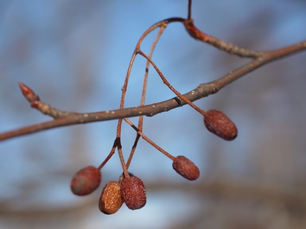 f:id:elmikamino:20111221113610j:image f:id:elmikamino:20111221113610j:image
