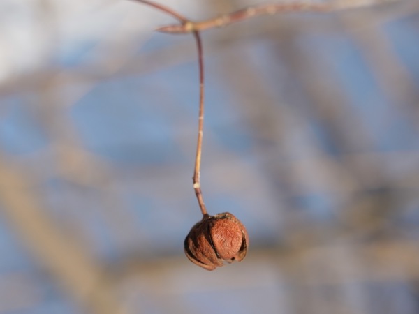 f:id:elmikamino:20111221113645j:image f:id:elmikamino:20111221113645j:image
