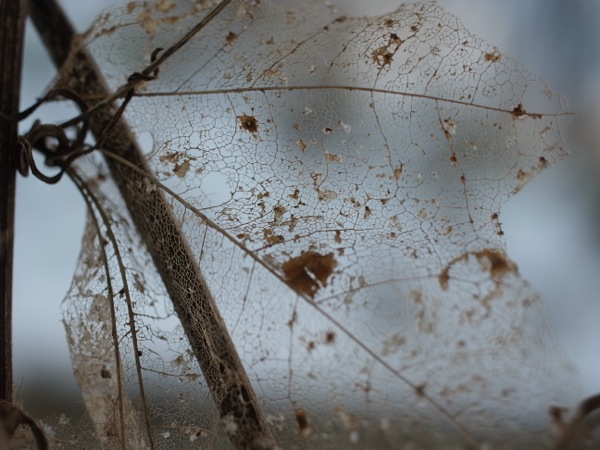 f:id:elmikamino:20111221115553j:image f:id:elmikamino:20111221115553j:image