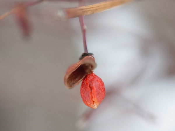 f:id:elmikamino:20111229114623j:image