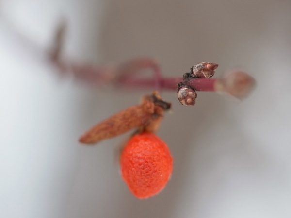 f:id:elmikamino:20111229114639j:image