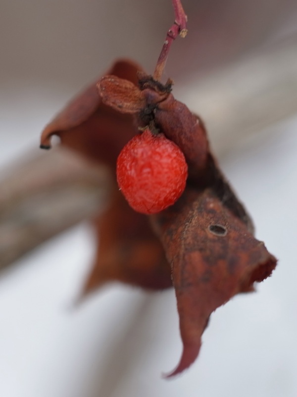 f:id:elmikamino:20111229114652j:image