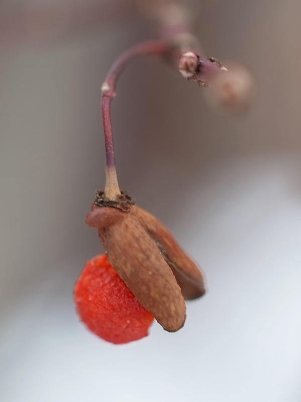 f:id:elmikamino:20111229114712j:image