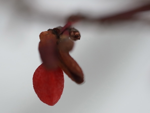 f:id:elmikamino:20111229114738j:image