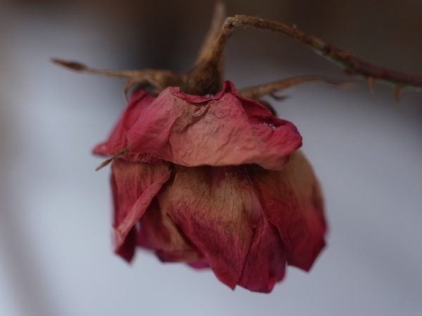 f:id:elmikamino:20111229115629j:image