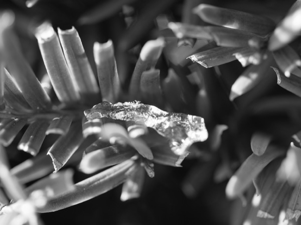 f:id:elmikamino:20120104110617j:image