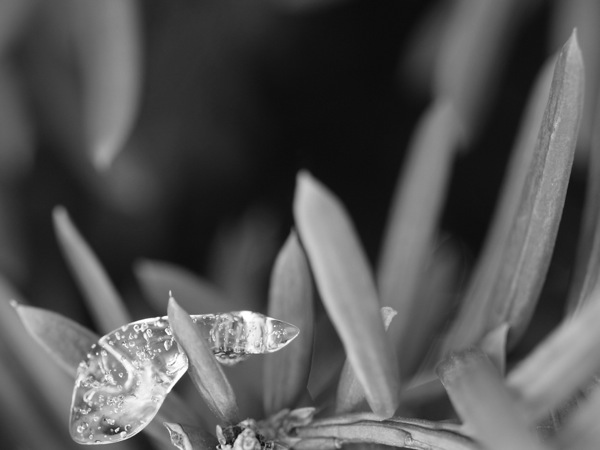 f:id:elmikamino:20120104110807j:image