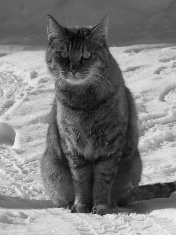 f:id:elmikamino:20120104112955j:image