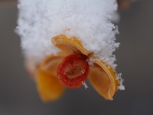 f:id:elmikamino:20120105122509j:image