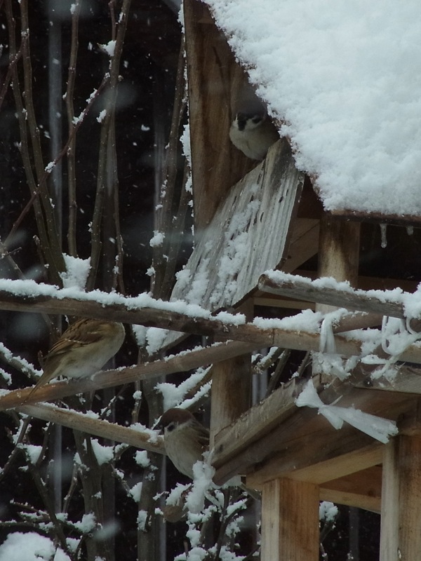 f:id:elmikamino:20120105122740j:image