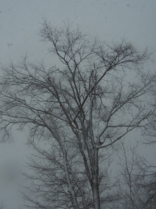 f:id:elmikamino:20120105123635j:image