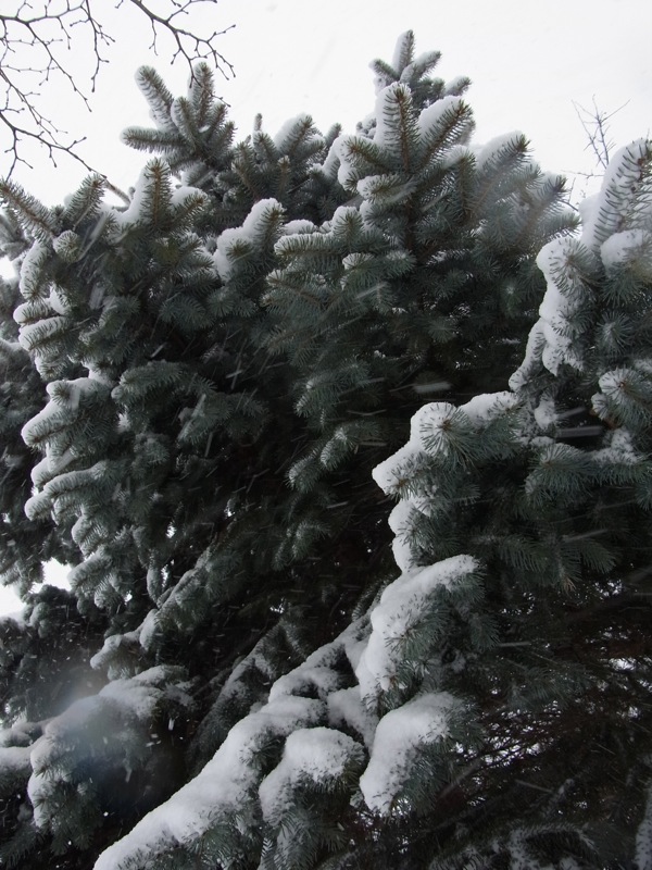 f:id:elmikamino:20120105125155j:image