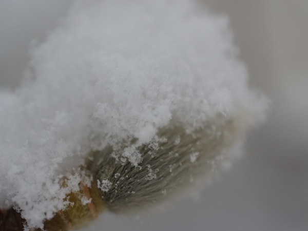 f:id:elmikamino:20120105125648j:image