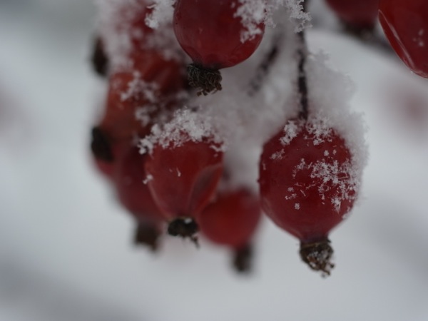 f:id:elmikamino:20120105130330j:image