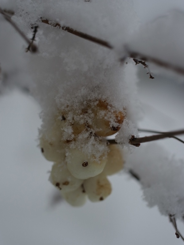 f:id:elmikamino:20120105130859j:image