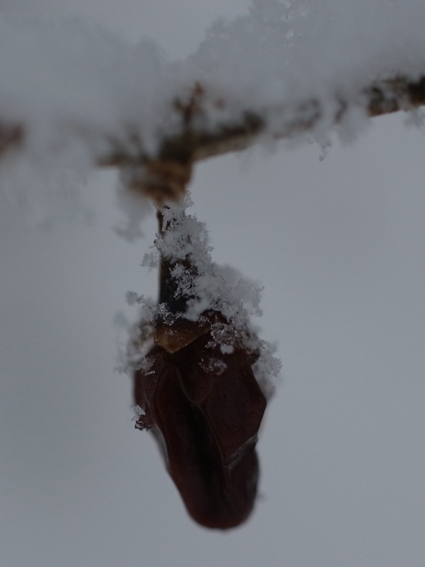 f:id:elmikamino:20120105131152j:image