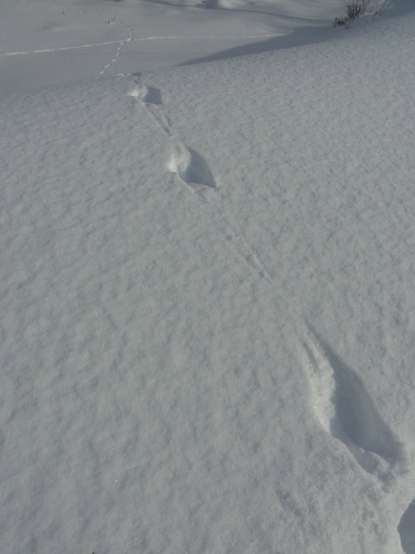f:id:elmikamino:20120108122513j:image