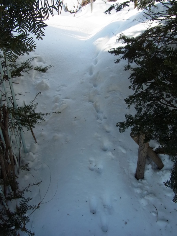 f:id:elmikamino:20120114104212j:image