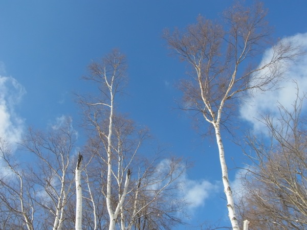 f:id:elmikamino:20120114105047j:image