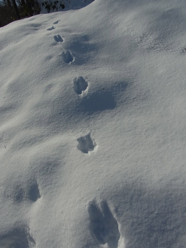 f:id:elmikamino:20120114105145j:image