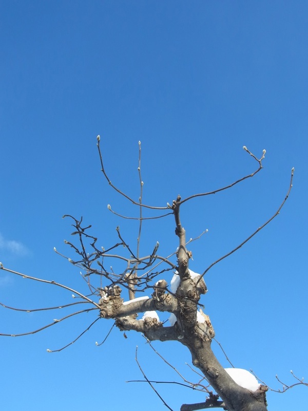 f:id:elmikamino:20120114105929j:image