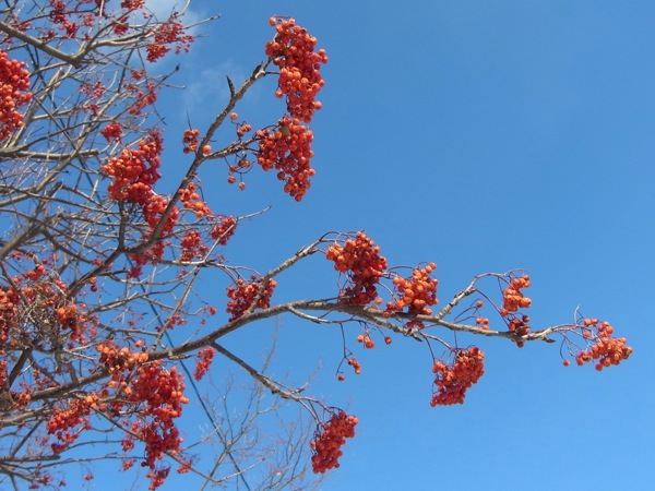 f:id:elmikamino:20120114110244j:image