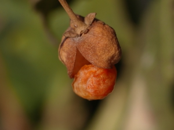 f:id:elmikamino:20120120094326j:image