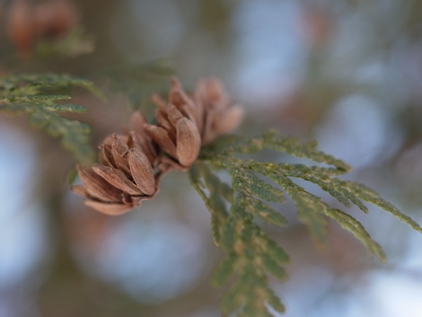 f:id:elmikamino:20120120094838j:image