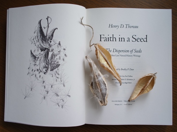ガガイモのイラスト illustrations of milkweed by abigail rorer 記憶