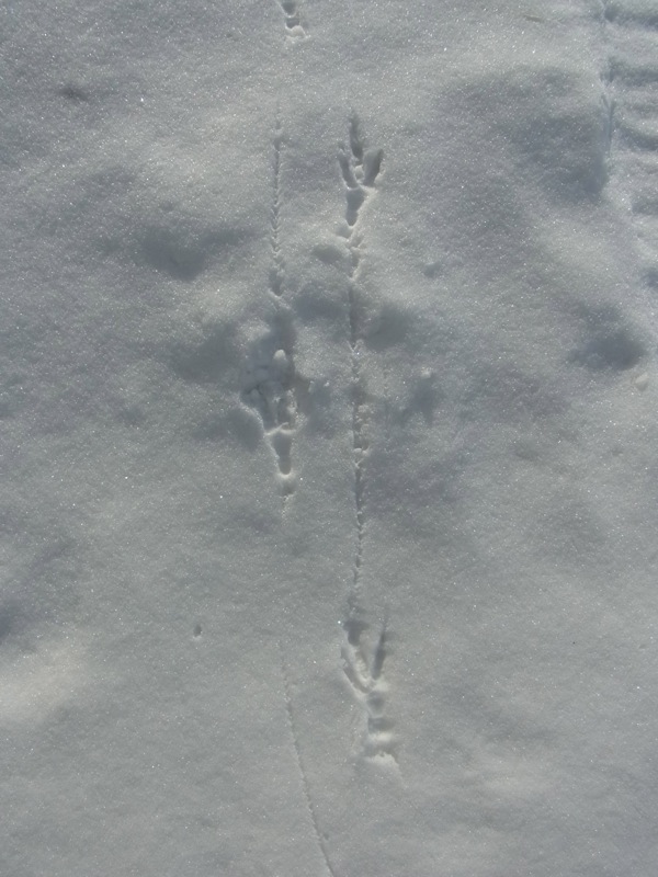 f:id:elmikamino:20120202112148j:image