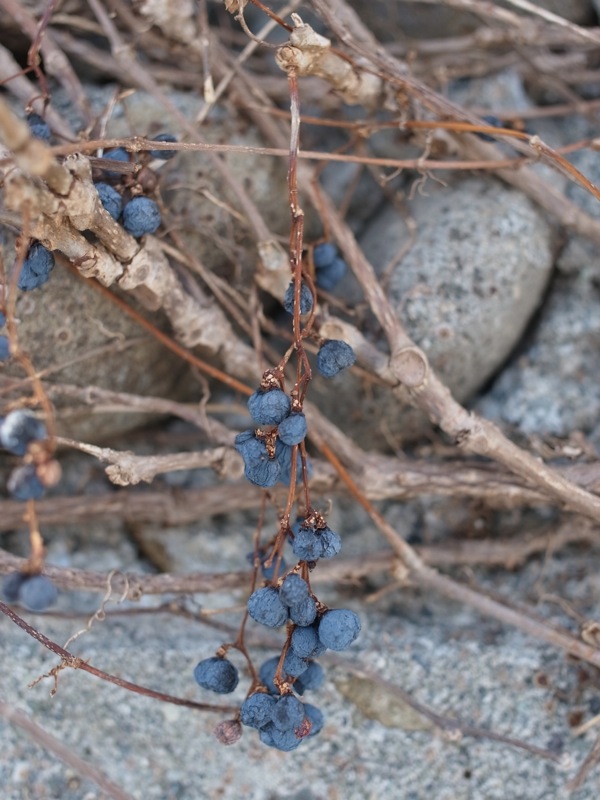 f:id:elmikamino:20120202112931j:image