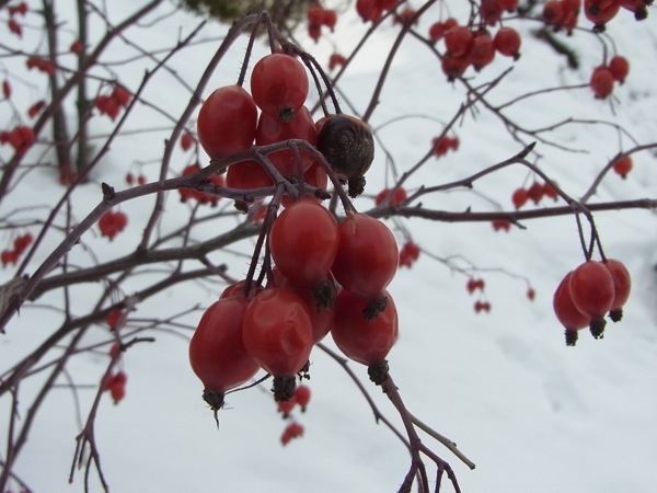 f:id:elmikamino:20120202114430j:image