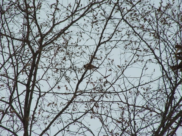 f:id:elmikamino:20120202123020j:image