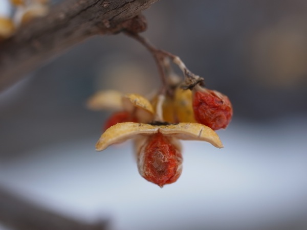 f:id:elmikamino:20120212111206j:image