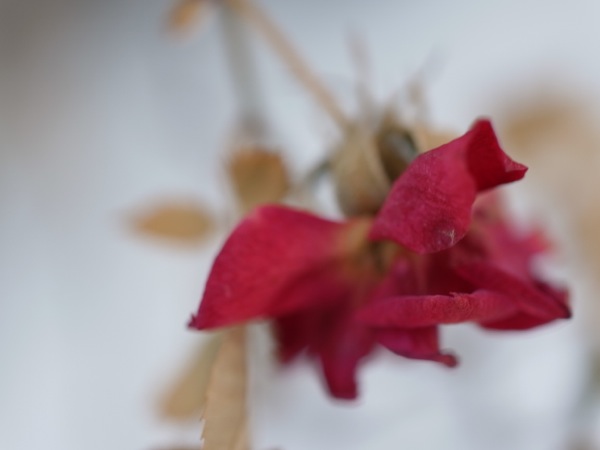 f:id:elmikamino:20120212112121j:image