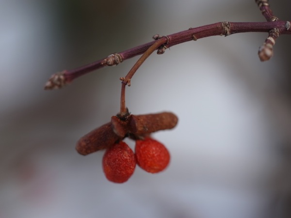 f:id:elmikamino:20120212112429j:image