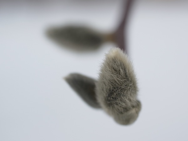 f:id:elmikamino:20120212112656j:image
