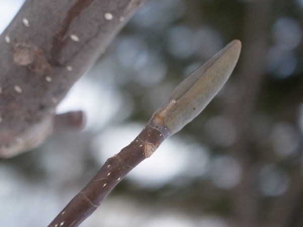 f:id:elmikamino:20120212112810j:image