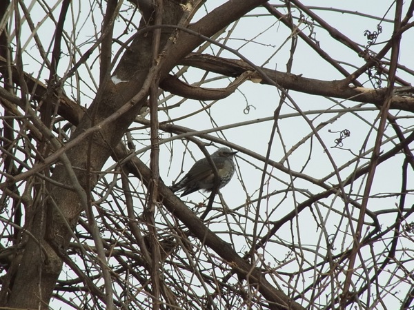 f:id:elmikamino:20120212113315j:image