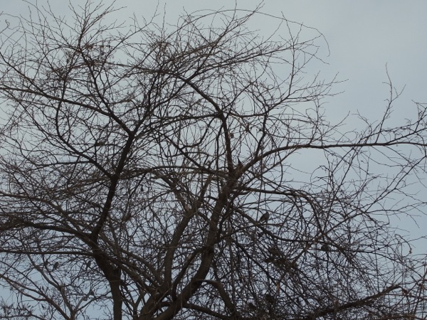 f:id:elmikamino:20120212113347j:image