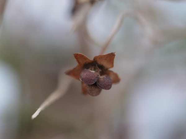 f:id:elmikamino:20120212115032j:image