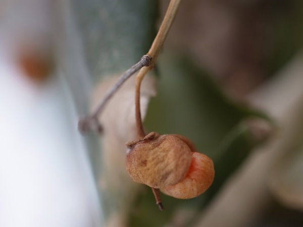 f:id:elmikamino:20120212115515j:image