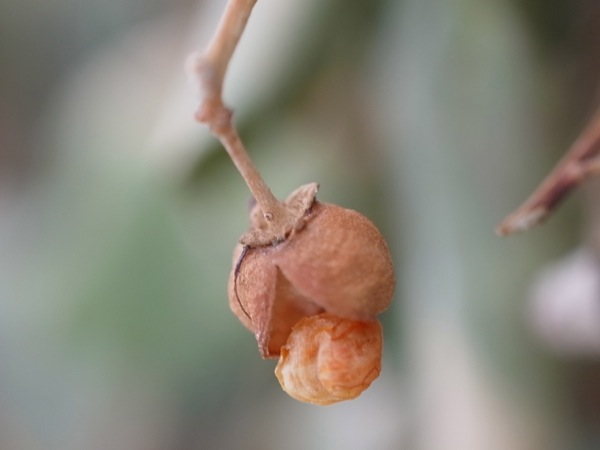 f:id:elmikamino:20120212115520j:image