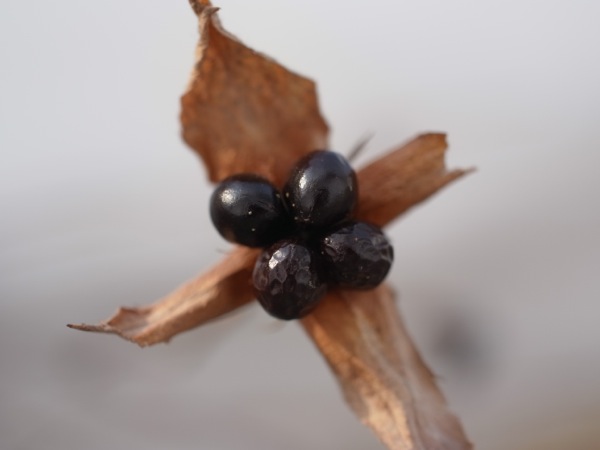f:id:elmikamino:20120214101401j:image