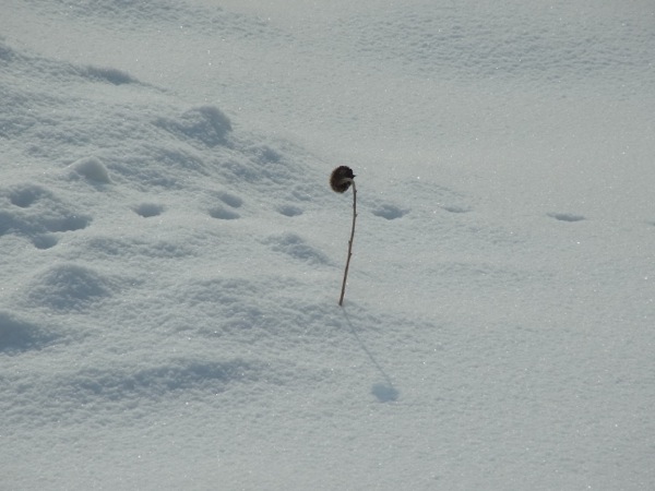 f:id:elmikamino:20120214103230j:image