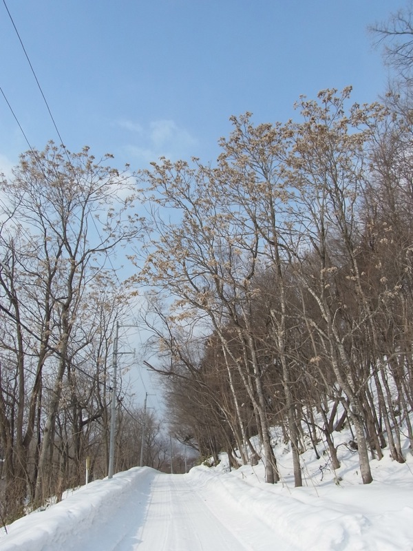 f:id:elmikamino:20120214104352j:image