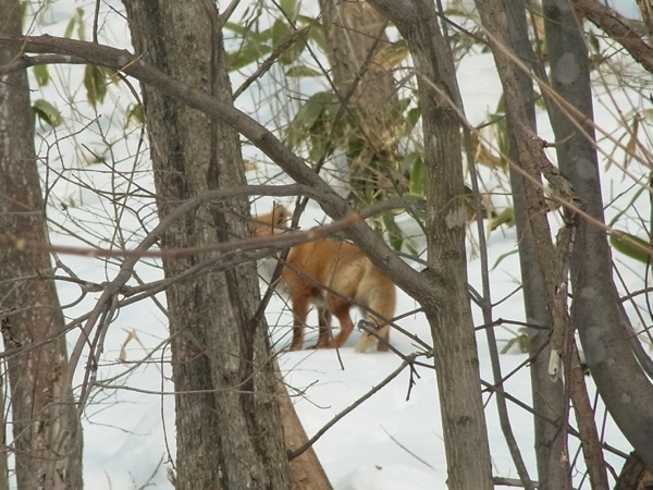f:id:elmikamino:20120214105739j:image